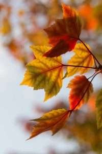 Must-DO List For Fall, Leave are changing colors and fall smells are in the air. Do you know what you are going to do to stay busy this fall? Check out the autumn to do list for some great ideas. 